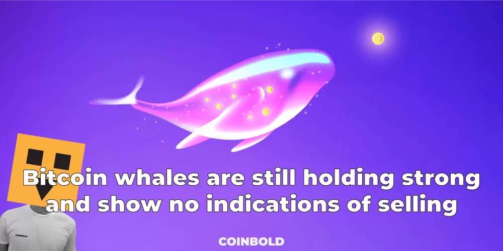 Bitcoin whales are still holding strong and show no indications of selling jpg